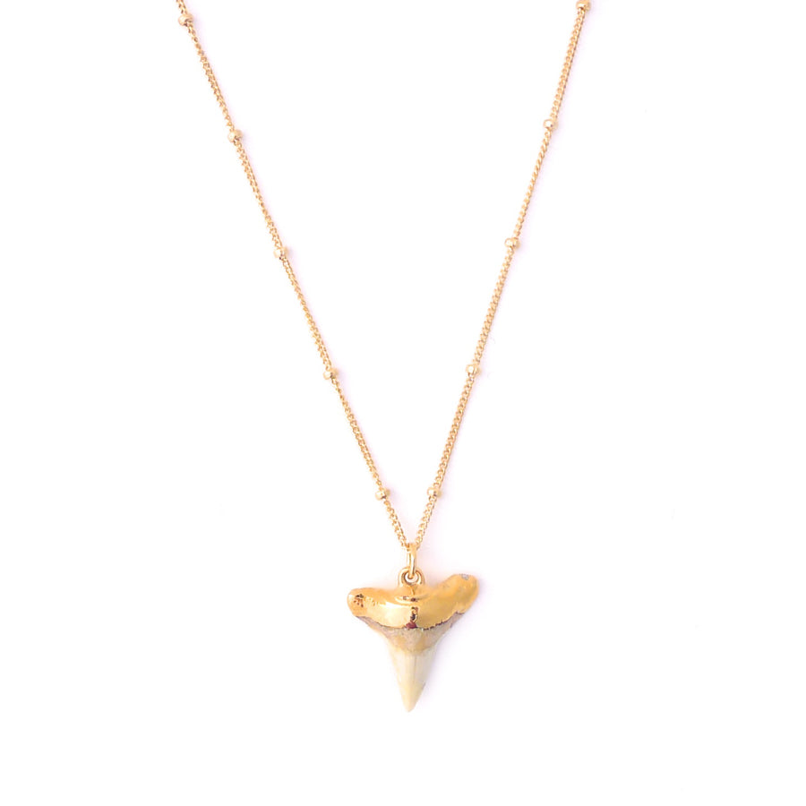 mini shark tooth